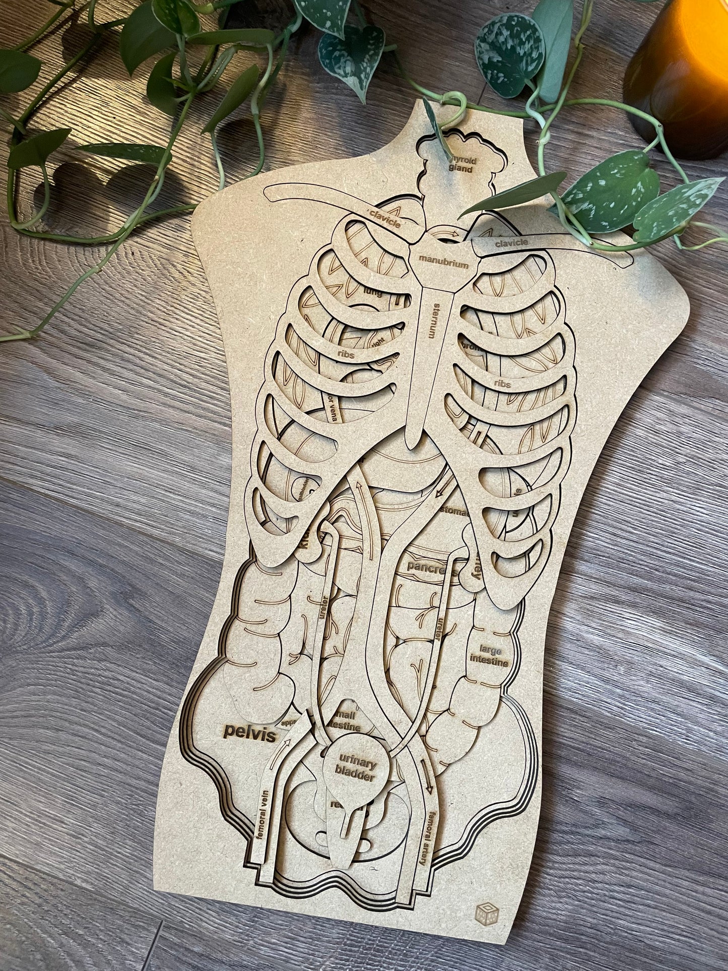 "Body Boggler" anatomical puzzle