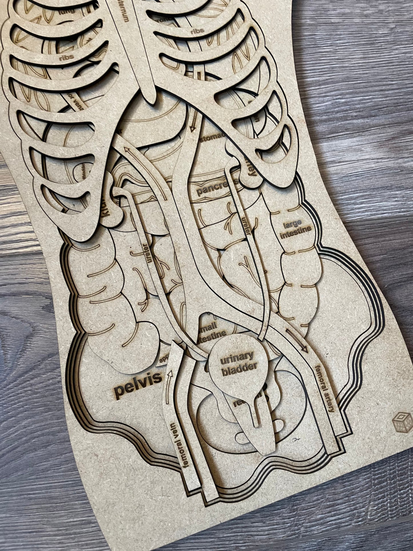 "Body Boggler" anatomical puzzle