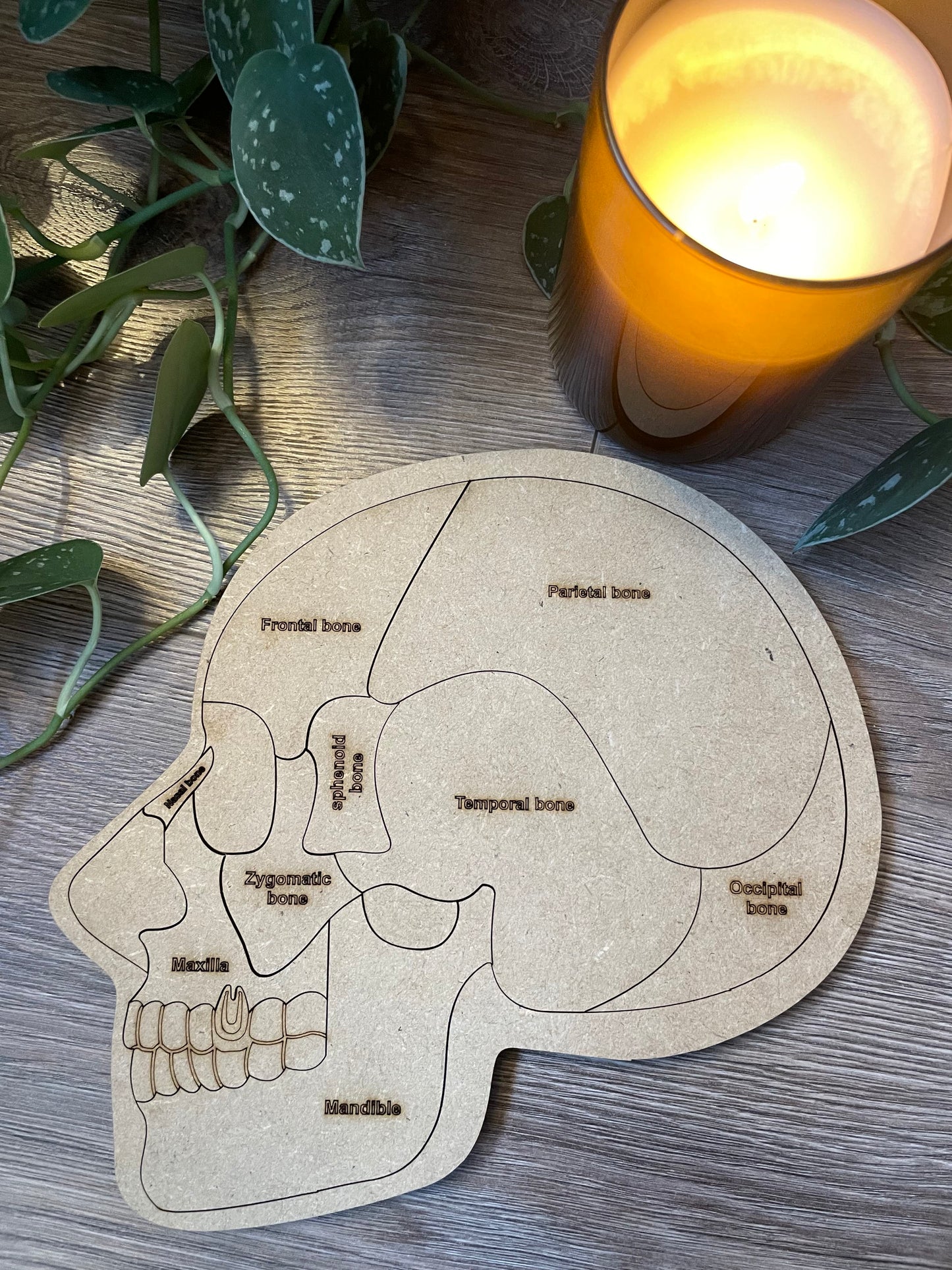 "Cranium Craze" anatomical puzzle