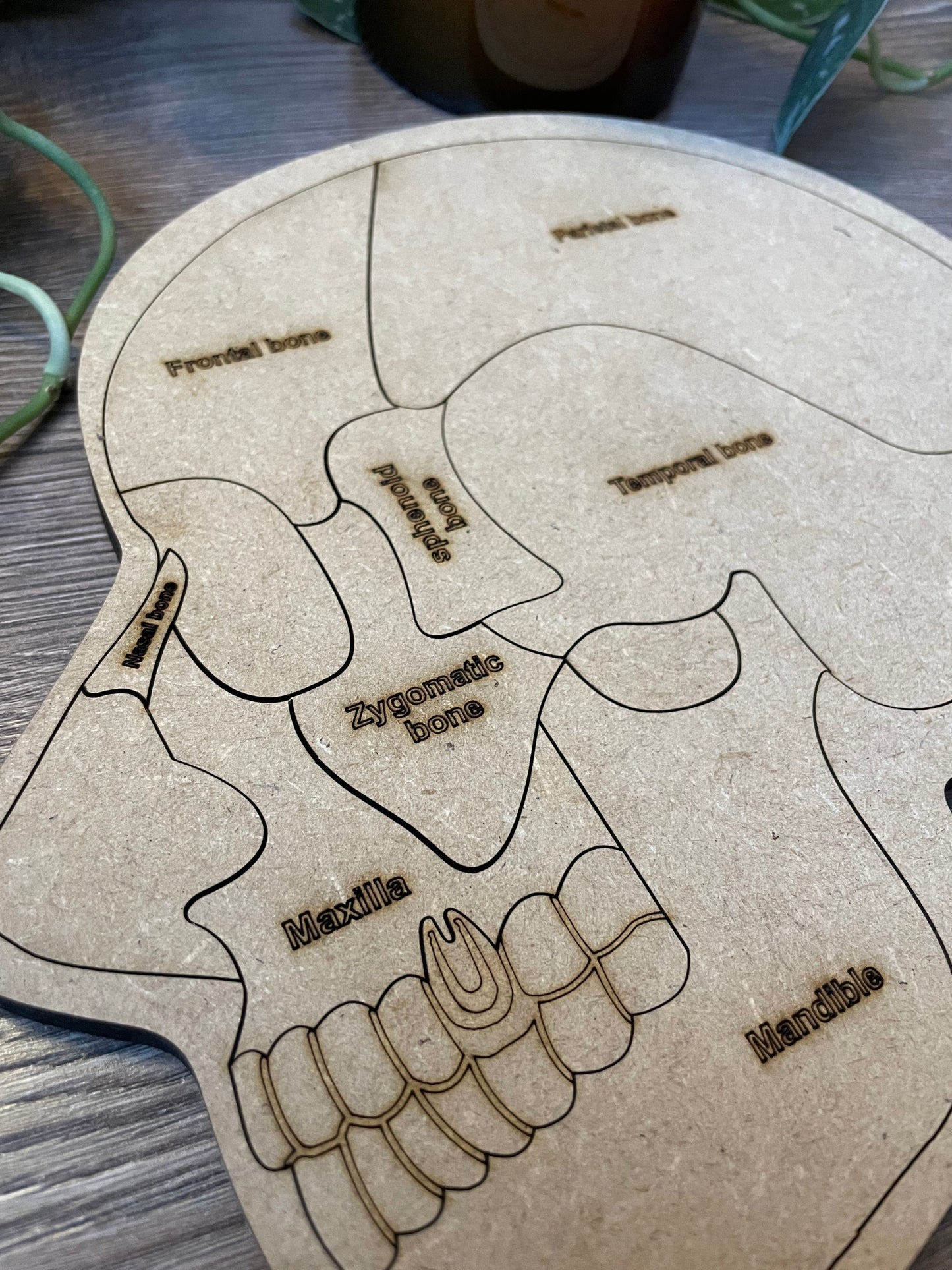 "Cranium Craze" anatomical puzzle