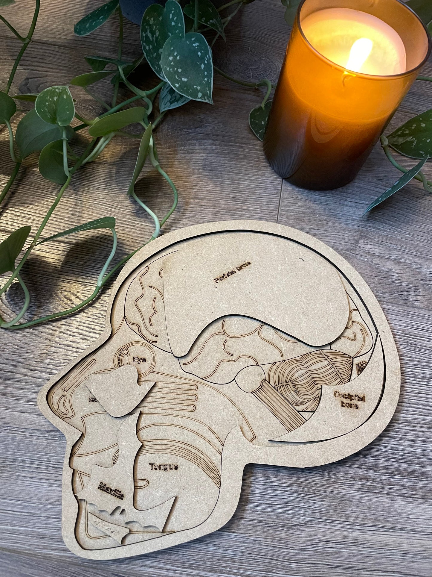 "Cranium Craze" anatomical puzzle