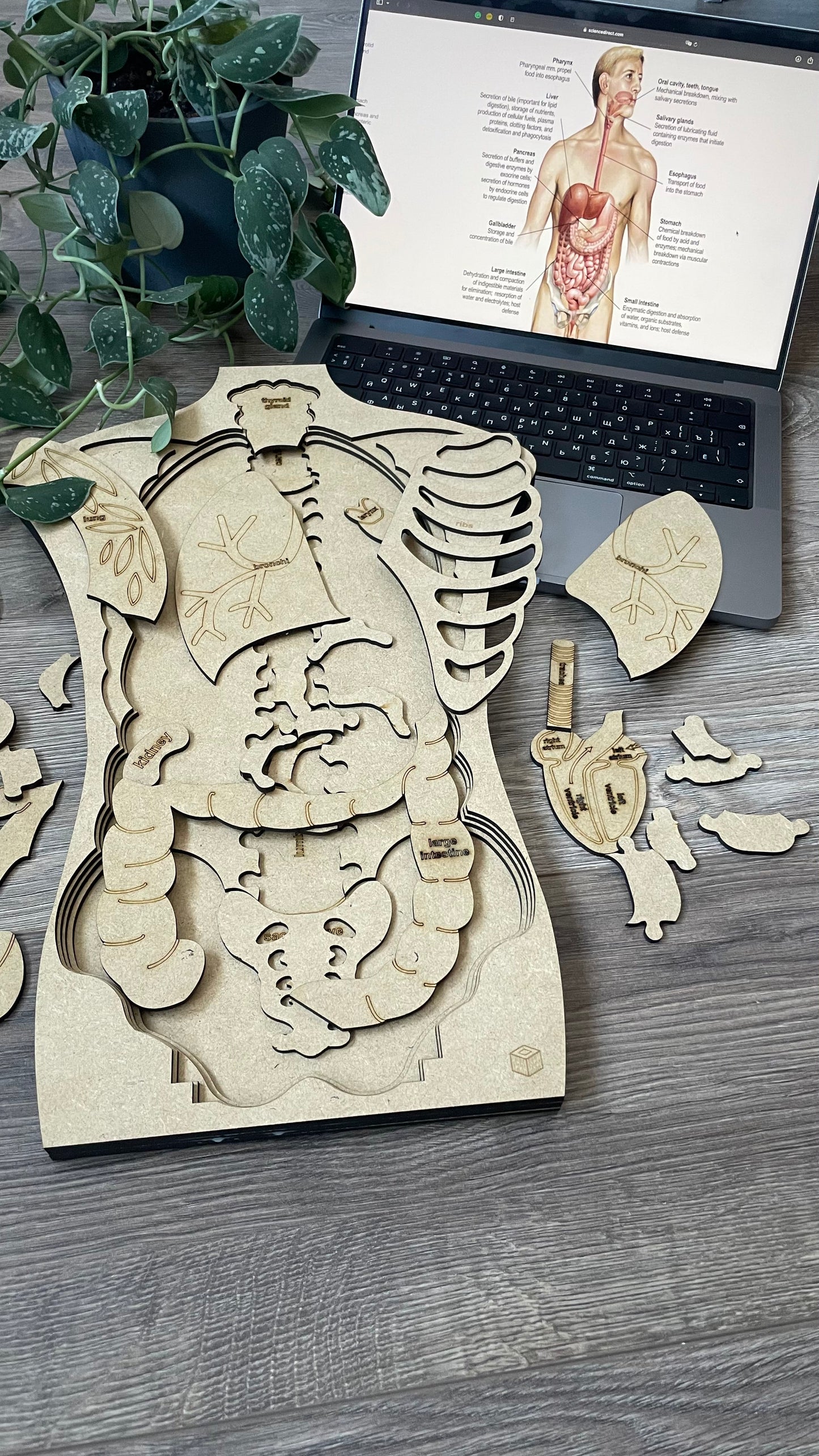 "Body Boggler" anatomical puzzle